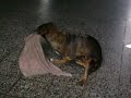 Perrita hot