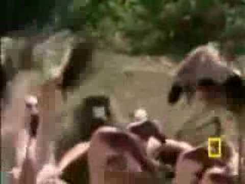 baboon eats flamingos
