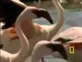 baboon eats flamingos