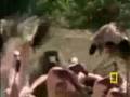 baboon eats flamingos