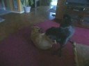 DOG FIGHT DOG FIGHT