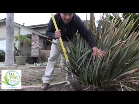how to transplant new zealand flax