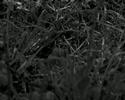 Teaser "Projet Madagscar 2009"