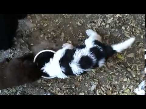 Landseer Newfoundland puppy known as cow spots.