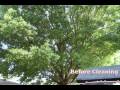 Oak Tree Interior Cleaning