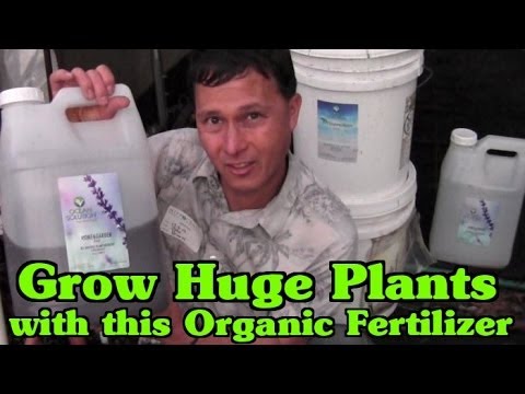 how to know when to fertilizer plants