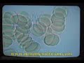 live blood cell analysis Dr. chambers