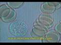 live blood cell analysis Dr. chambers