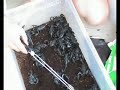 Heterometrus longimanus for sale