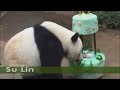 Zhen-Zhen-and-Su-Lin