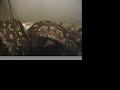 guinea pig (cobayo) Vs Boa guinea pig (cobayo) Vs Boa