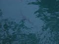 Jenkins Pool Snake