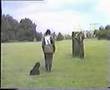 Boyero de Flandes video