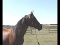 ARABIAN STALLION -  PERDITION VF BY PROBAT