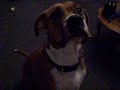 Talking Dog In Training
