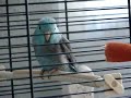 My parrotlets and they firts day at my home!