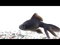 Goldfish - The Jar of Beauty (Part 1 of 3)