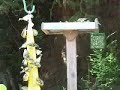 The Birds