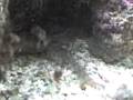 videos de Serpente do Mar - Aquário Marinho UCB I
