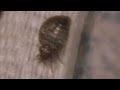 Pest Control: Where Do Bed Bugs Hide?
