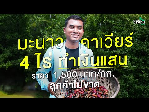 มะนาวคาเวียร์ 4 ไร่ ทำเงินแสน ราคา 1,500 บาท/กก. ลูกค้าไม่ขาด | เทคโนโลยีชาวบ้าน