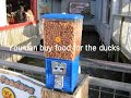 Kemah Crazy Catfish and Seagulls Steal Duck Food!