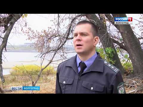 В Волгоградской области обнаружен карантинный объект - ясеневая изумрудная златка