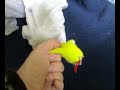 Conte