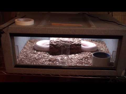 YouTube reptile video