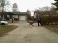 videos de wheel barrow and pullup