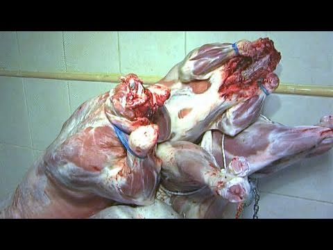 هولندا: حظر الذبح على الطريقة الإسلامية واليهودية