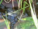 ????????Aeshna juncea juncea?????Video 02