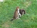 caine vs. pisica