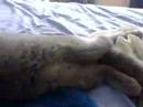 A very tired wafer - British shorthair blue cat