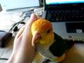 Caiques are so random...