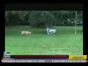Dog Husband Saves His Wife\ Dog Husband Saves His Wife\