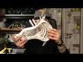 Rabil X with Prince Pocket
