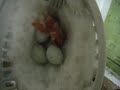 Darrrrek - Breeding carduelis major young birds in the nest, mutation