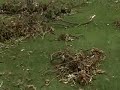 After the Storm - MPC: Typhoon Milenyo