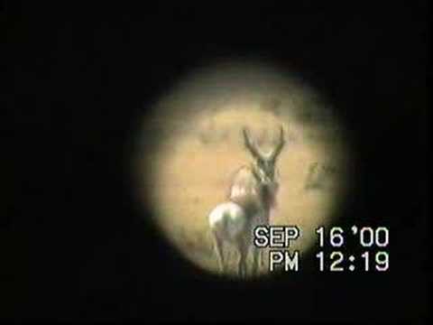 Score these pronghorn