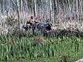 Dans MaxIV 6x6 and Heaths Argo in the Richmond Hill Swamps Dans MaxIV 6x6 and Heaths Argo in the Richmond Hill Swamps