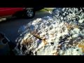 Mini Cooper gets a presoak bath with Tornador foam gun