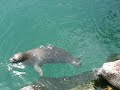 animal-friendship-between-different-species.html