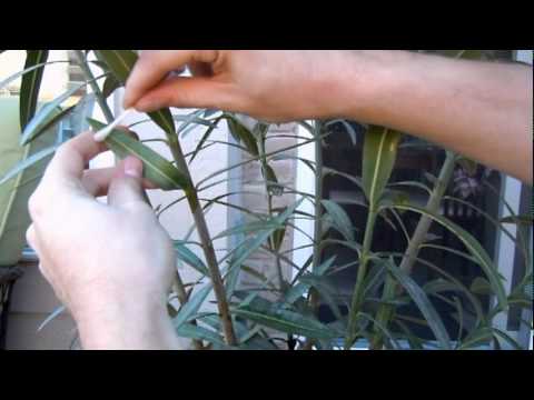 how to treat euonymus scale