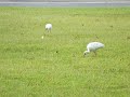 White Ibis At Magnolia Park