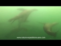 Contact diving with sea lions