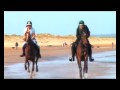 Arab vs. Thoroughbred