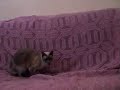 Gatin in high quality - episodio 1