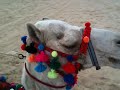 camel drinking coca cola