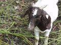 The Nature Conservancy - Goats Help The Nature Conservancy in Washington